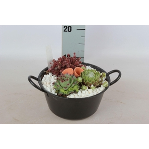 Arr.  Sempervivum L%