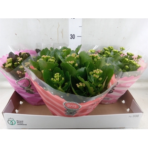 Kalanchoe blos.   ..rosebud mix  5