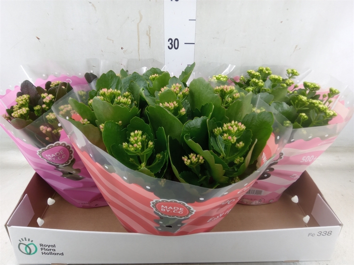 <h4>Kalanchoe blos.   ..rosebud mix  5</h4>