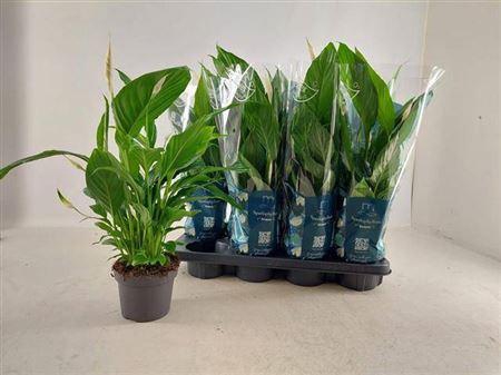 <h4>Spath Strauss 4+</h4>