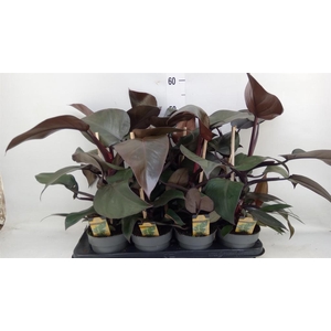 Philodendron   ...