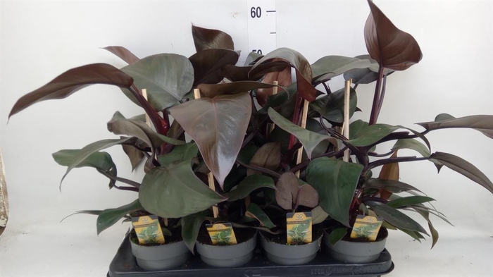 <h4>Philodendron ...</h4>