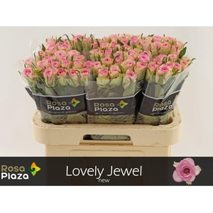 R GR LOVELY JEWEL