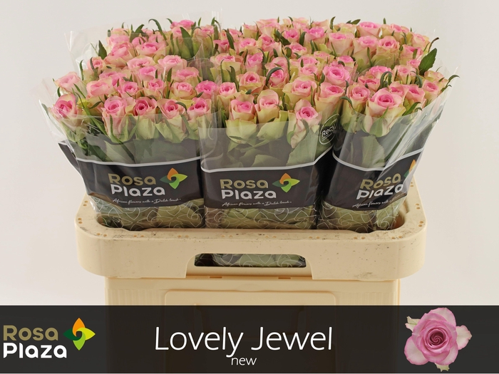 <h4>R GR LOVELY JEWEL</h4>