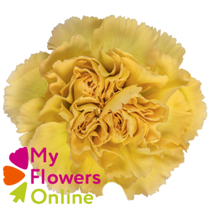 Di St Mustard Yellow 70cm CO