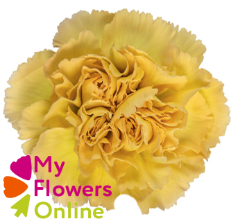 <h4>Di St Mustard Yellow 70cm CO</h4>