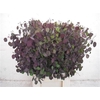 Lunaria Ann Paarse P