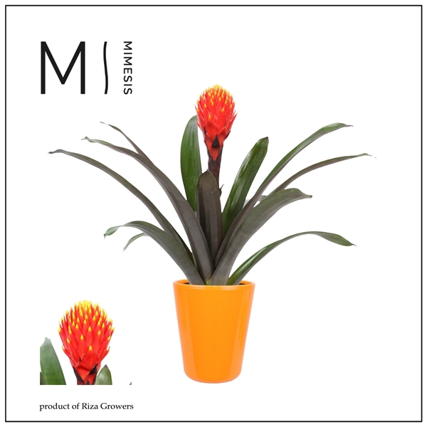 <h4>Mimesis Guzmania Rockyflower Tala - 13 cm in Florence</h4>