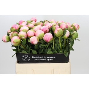 Paeonia Colonel Owen Cousins