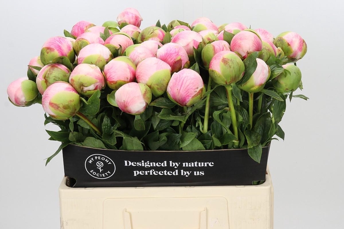 <h4>Paeonia Colonel Owen Cousins</h4>