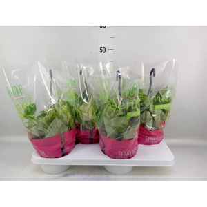 Epipremnum pinn. 'Marble Queen'  HG