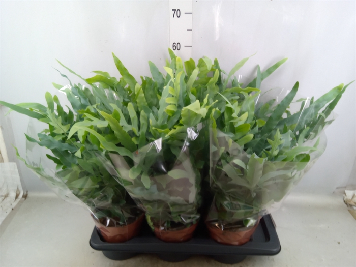 <h4>Phlebodium aureum 'Blue Star'</h4>