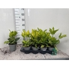 AUCUBA J VARIEGATA