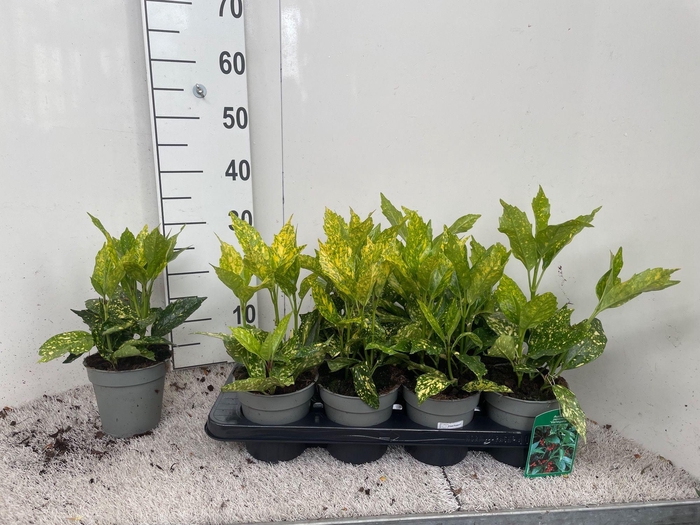 AUCUBA J VARIEGATA