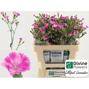 Dianthus  'Lilliput Lavender'