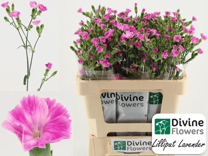 <h4>Dianthus  'Lilliput Lavender'</h4>