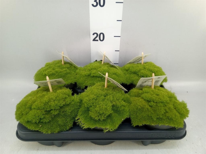 <h4>Vaste pltn   ...       [Perennials]</h4>