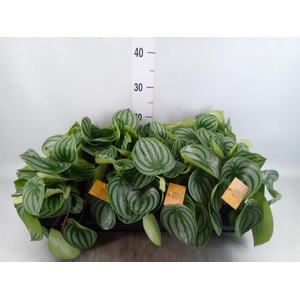 Peperomia argyreia