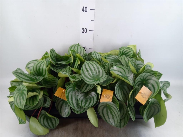 <h4>Peperomia argyreia</h4>