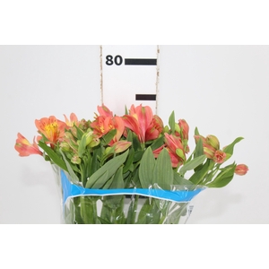 ALSTROEMERIA TROPICANA 080 CM