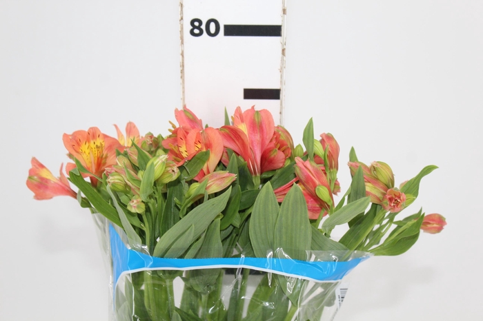 <h4>ALSTROEMERIA TROPICANA 080 CM</h4>