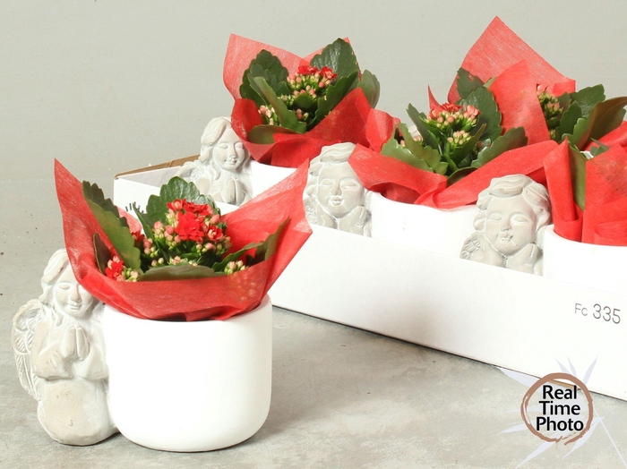 <h4>ARR KAMERPL</h4>