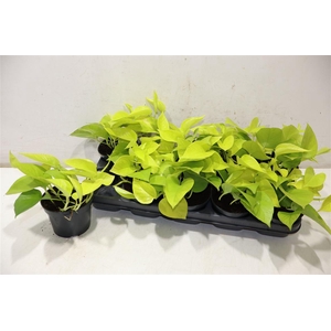 Epipr Golden Pothos