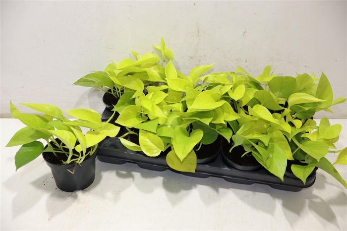 <h4>Epipr Golden Pothos</h4>