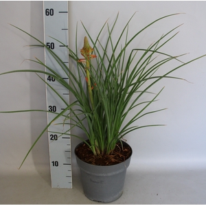 vaste planten 19 cm  Kniphofia Papaya Popsicle