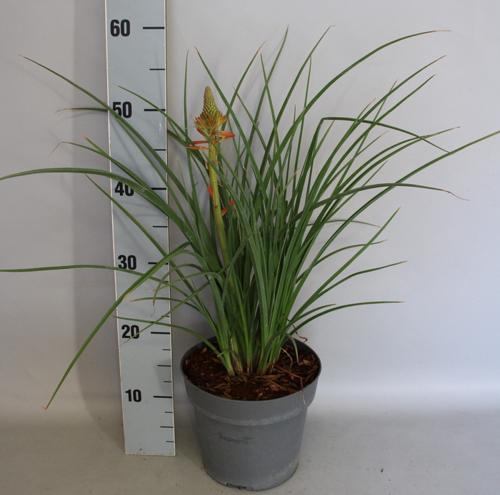 <h4>vaste planten 19 cm  Kniphofia Papaya Popsicle</h4>