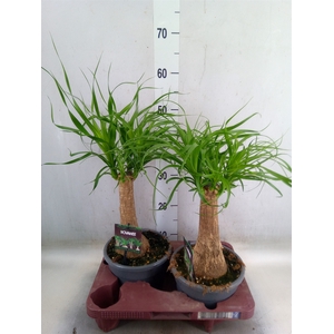 Beaucarnea recurvata