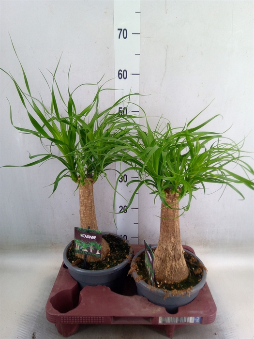 <h4>Beaucarnea recurvata</h4>