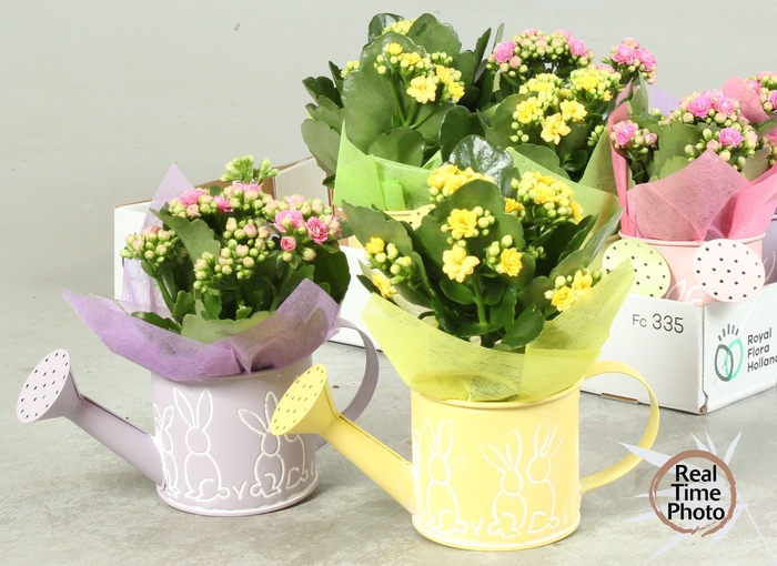 <h4>ARR KAMERPL</h4>