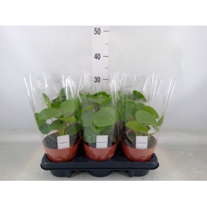 Pilea peperomoides