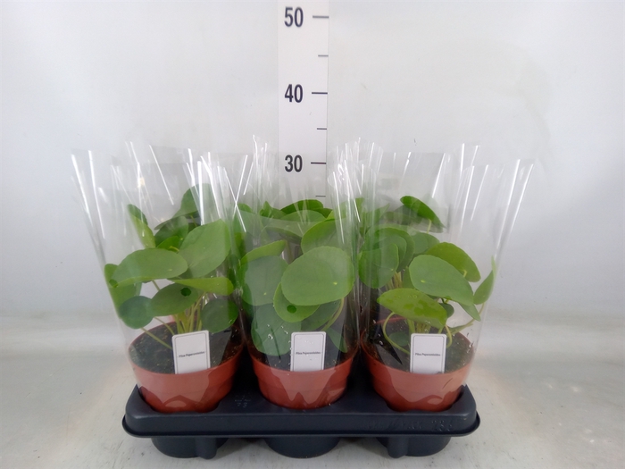 <h4>Pilea peperomoides</h4>