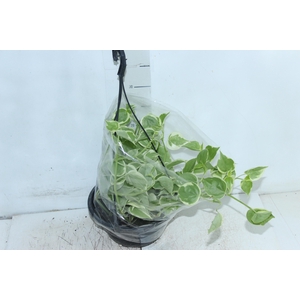 PEPEROMIA SCANDENS C21