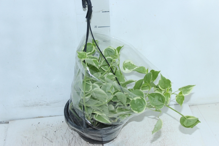 PEPEROMIA SCANDENS C21