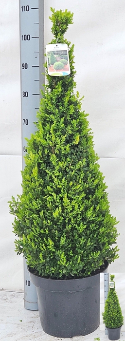 <h4>BUXU SE PYRAMIDALIS</h4>