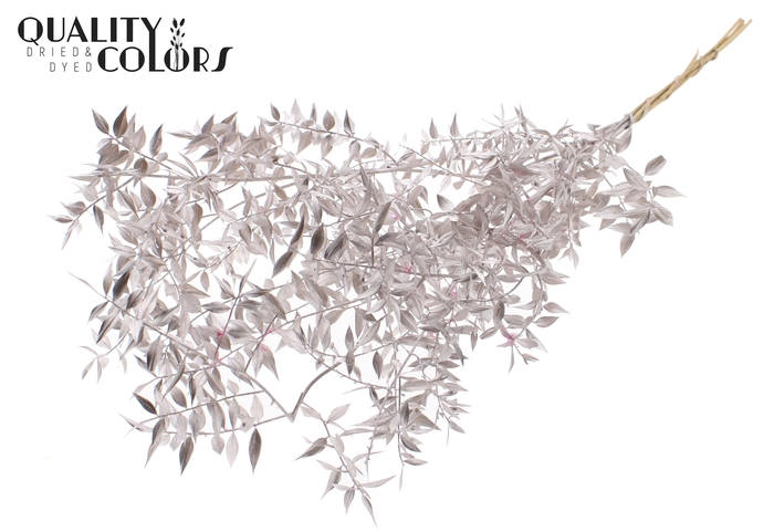 <h4>Ruscus 70cm 5 pc/bunch Champagne (2x5 bunch/poly)</h4>