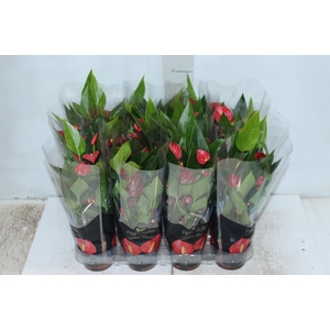 ANTHURIUM MINI MILLION FLOWERS P09