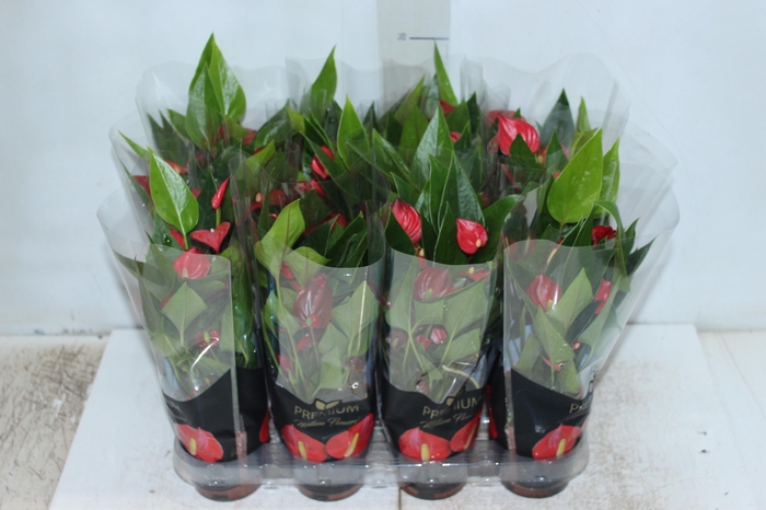 <h4>ANTHURIUM MINI MILLION FLOWERS P09</h4>