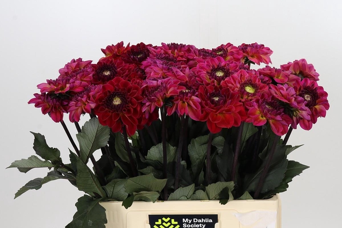 <h4>Dahlia Dancing Don</h4>