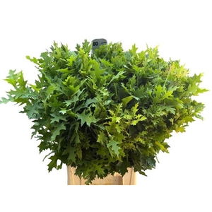 Querc Palustris 80 Cm