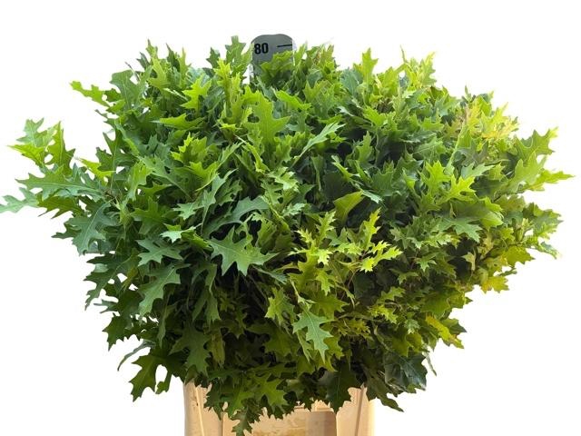 <h4>Querc Palustris 80 Cm</h4>