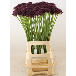 ALLIUM ATROPURPUREUM