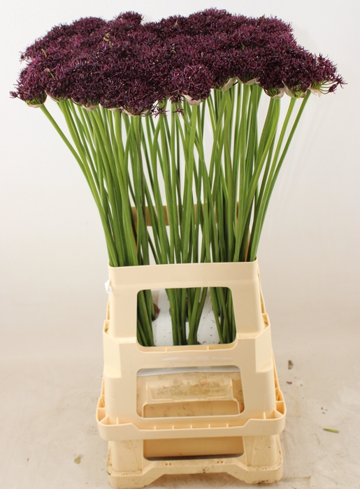 ALLIUM ATROPURPUREUM