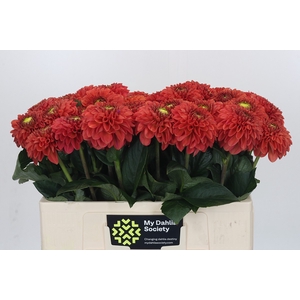 Dahlia Orange Fox