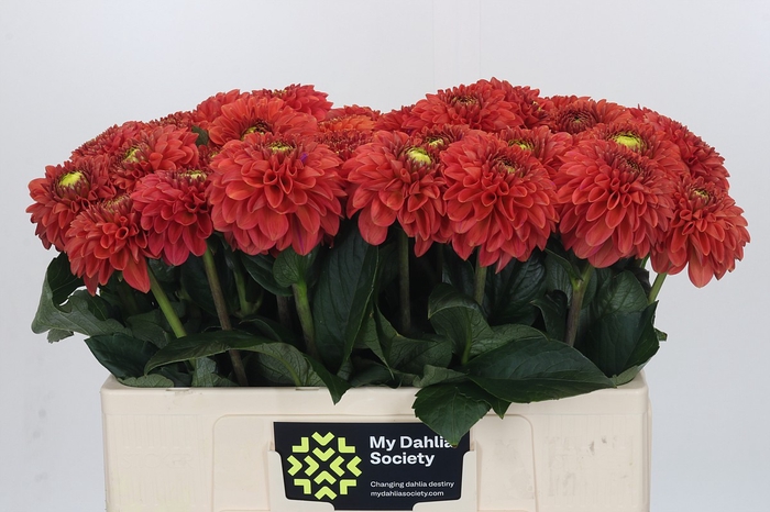 Dahlia Orange Fox