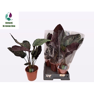 CALAT SANDERIANA