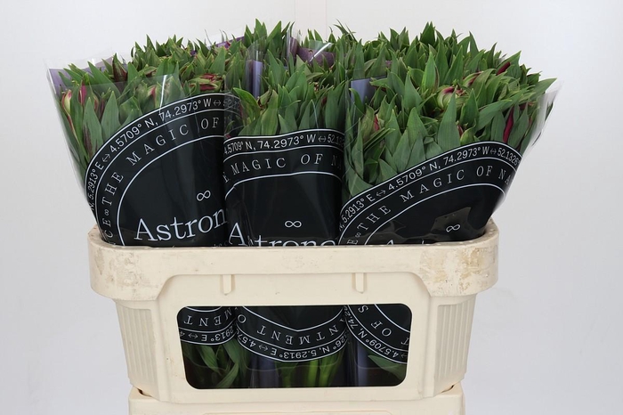 Alstroemeria Astronova Libra